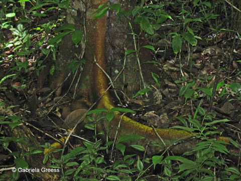 068_Guatemala_0326_bP